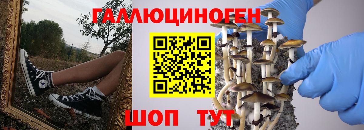 Галлюциногенные грибы Psilocybine cubensis Карасук